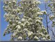 pear tree blossom pictures