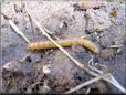 insect larva picture