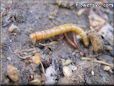 insect larva picture