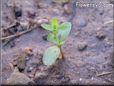 seedling picture