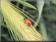 lady bug photos