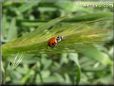 lady bug graphics
