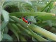 lady bug wallpapers