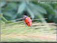 lady bug pics