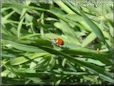 ladybug picture