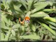 ladybugs picture