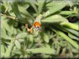 lady bugs picture