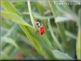 lady bug