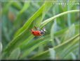 ladybug picture