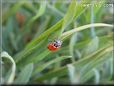 ladybug pictures