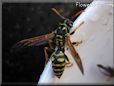 black gold wasp picture