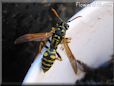 black gold wasp picture