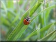 lady bug picture