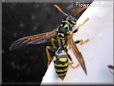 black gold wasp picture