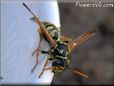 black gold wasp picture