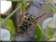 black yellow wasp picture