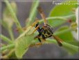 black yellow wasp picture