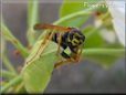 black yellow wasp picture