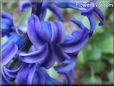 hyacinth photo