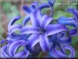 hyacinth picture