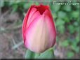 tulip picture