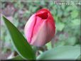 tulips picture