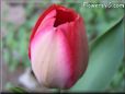 tulip picture