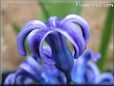 hyacinth pictures