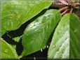 cherry tree leaf picture