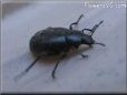 stink bug photo