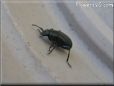 stink bug picture
