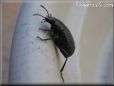 stink bug picture