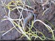insect larva pictures