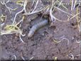 insect larva pictures