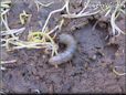 insect larva picture