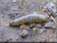 insect larva picture
