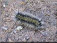 black white hairy fuzzy caterpillar pictures