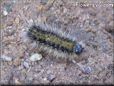 black white hairy caterpillar picture
