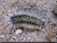 black white hair caterpillar picture
