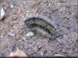 black white fuzzy caterpillar picture