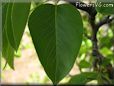 pear tree leaf pictures