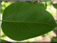 pear tree leaf picture