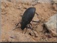 stink bug picture