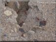 ant picture
