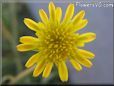 yellow salsify picture