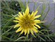 yellow salsify picture