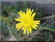 yellow salsify picture