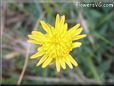 yellow salsify picture
