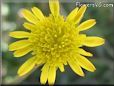yellow salsify picture