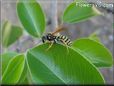 black yellow wasp picture